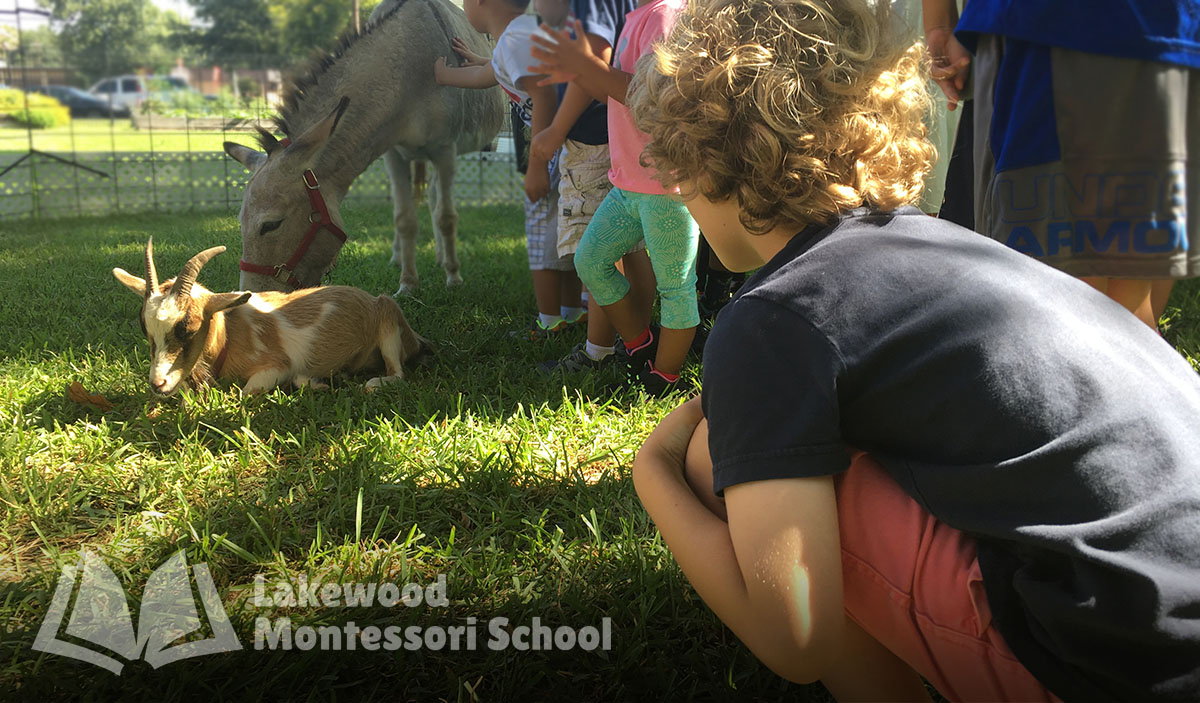 Montessori Programs for Toddlers